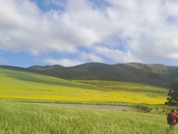 Canola flowering